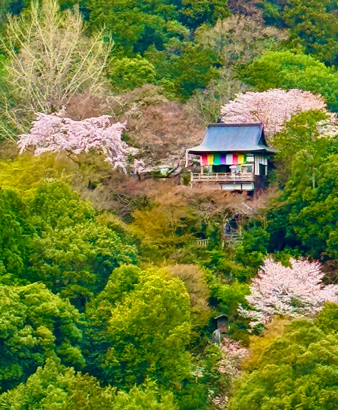 Kyoto Private Tour - Beautiful Arashiyama in spring