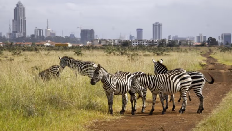 Nairobi Private Tour - Nairobi National Park