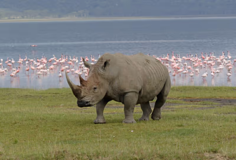 Nairobi Private Tour - At Lake Nakuru