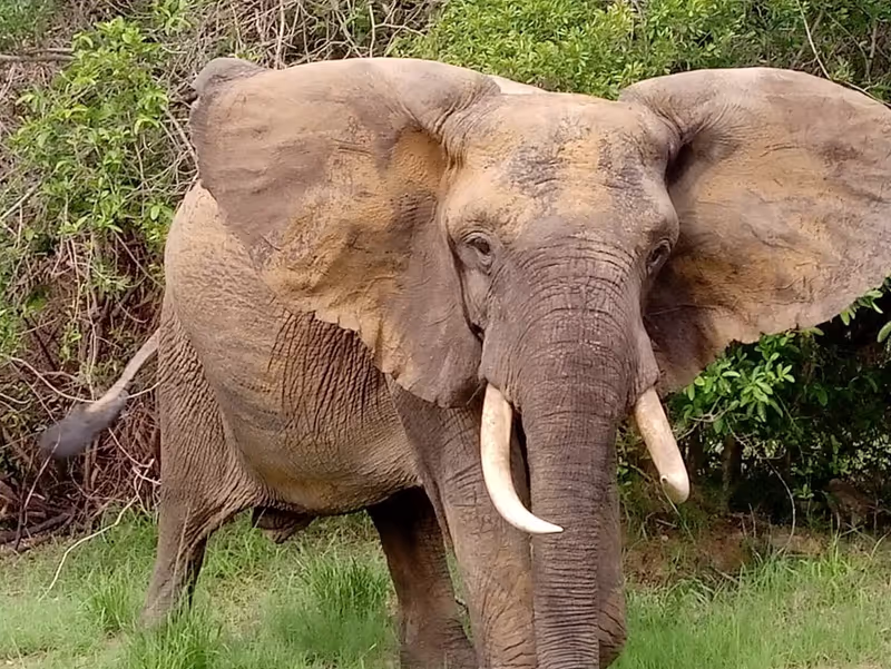 Maputo Private Tour - Elephant
