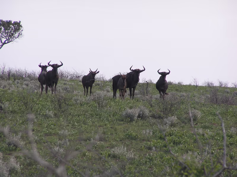 Maputo Private Tour - Gnus or Wildbeast