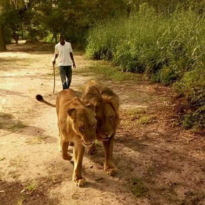 Dakar Private Tour - Lion walk