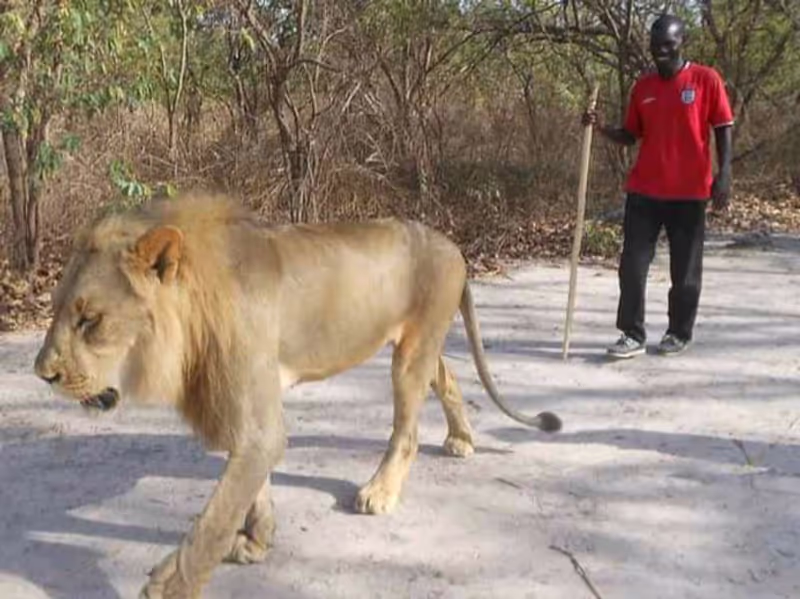 Dakar Private Tour - Lion walk