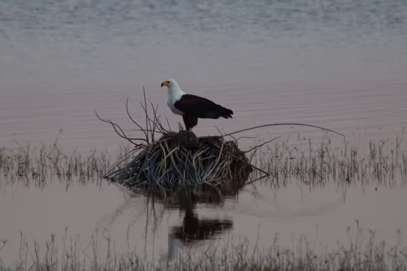 Maputo Private Tour - African Fish Eagle