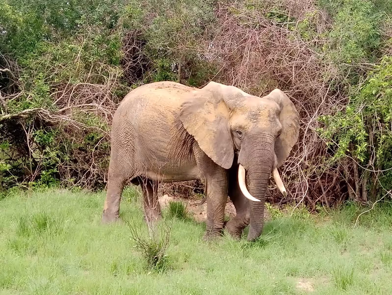 Maputo Private Tour - Elephant