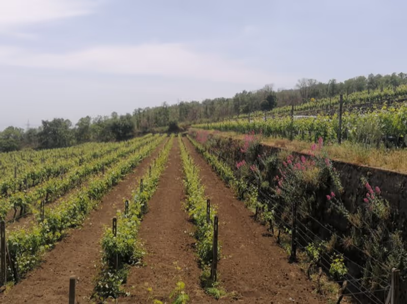 Catania Private Tour - 