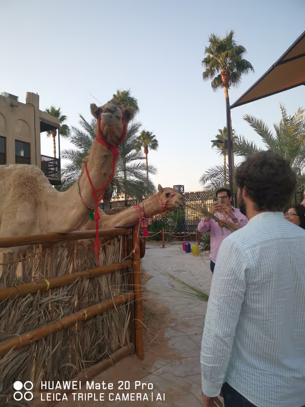 Dubai Private Tour - Camel with baby camel