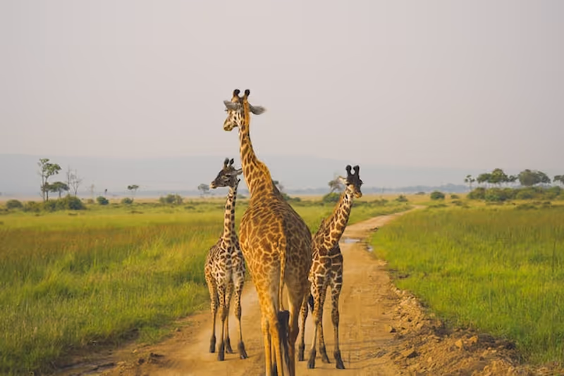 Arusha Private Tour - 