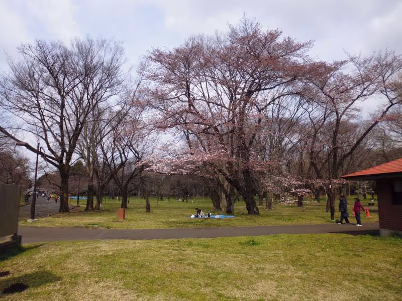 Tokyo Private Tour - The scene of a family or couple enjoying cherry blossom viewing is common throughout Japan from late March through April. People eat, drink, and socialize under cherry trees when their blossoms start to bloom. 