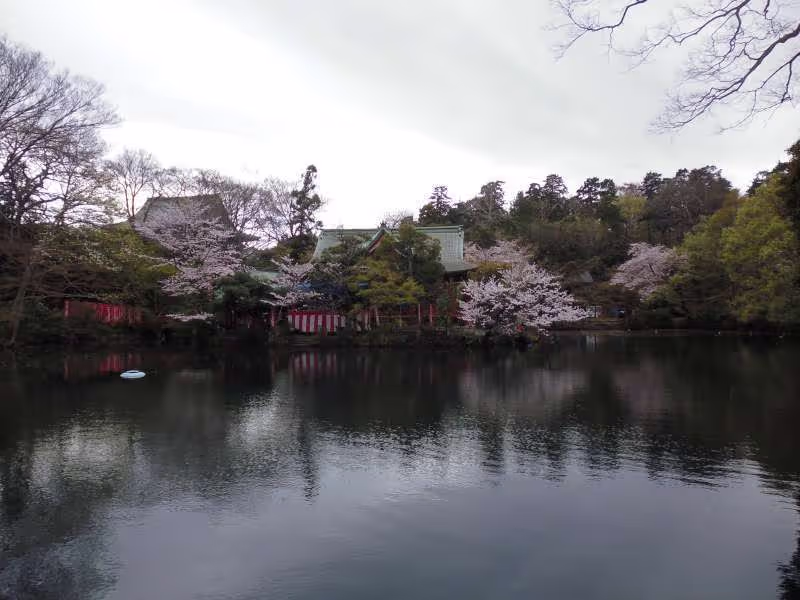 Tokyo Private Tour - This photo was taken in Inokashira Park. Inokashira literally means the source of well water in that water from here was drawn into the center of Edo(now Tokyo) and utilized as drinking water for residents of Edo.  