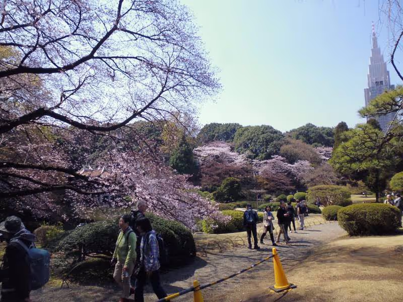 Tokyo Private Tour - Shinjuku Gyoen was once a garden for the Imperial Family. Today, it is the popular scenic place of rest and  relaxation for people over the world.