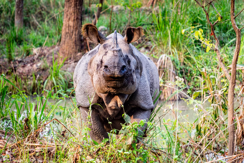Kathmandu Private Tour - Rhino in Chitwan