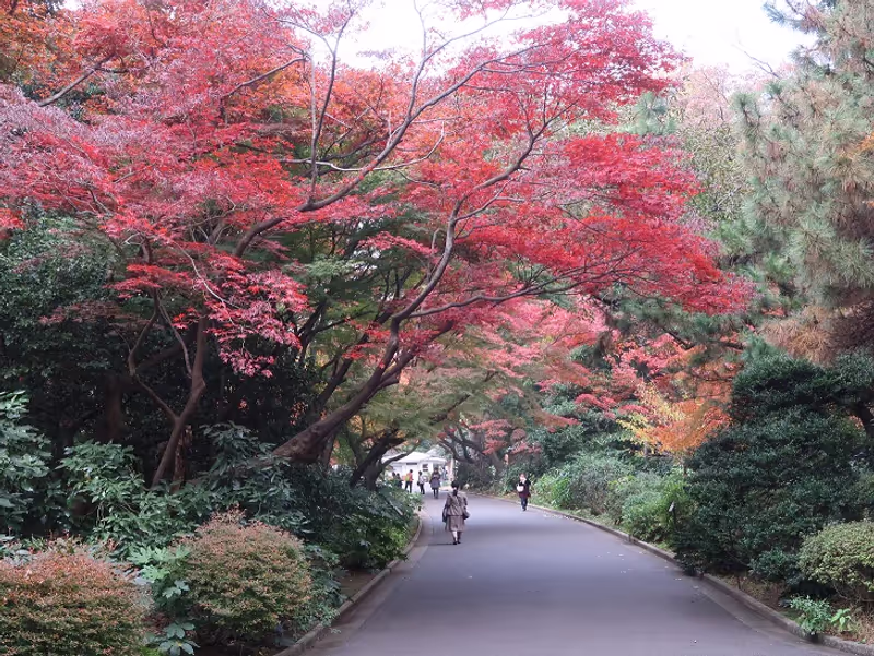 Tokyo Private Tour - Autumn leaves at Shinjuku Gyoen National Garden