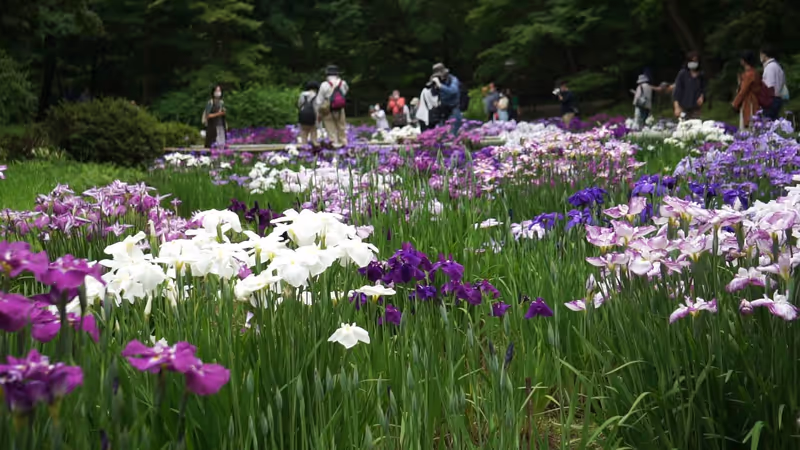 Tokyo Private Tour - Edo-style Japanese irises Meiji Shrine inner garde