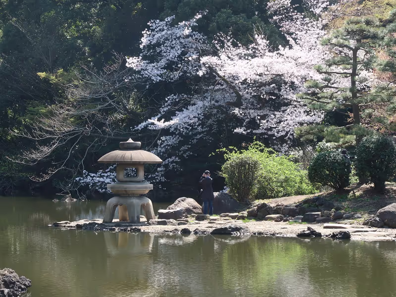 Tokyo Private Tour - Japanese style lanterns and cherry blossoms Shinju