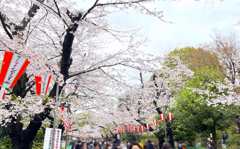 Tokyo Private Tour - Cherry blossoms in Ueno park