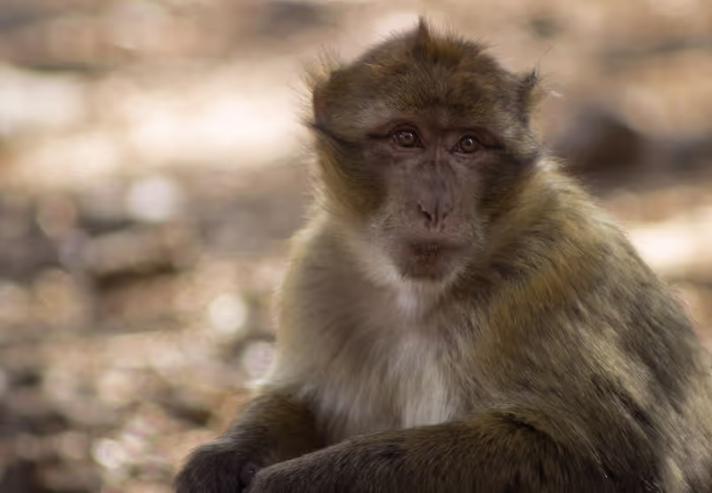 Marrakech Private Tour - Cedar Forest Wild Monkey in Morocco