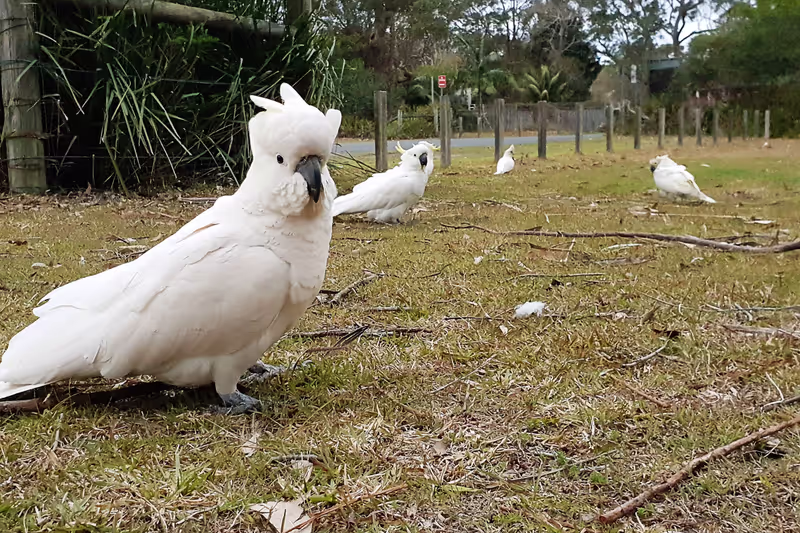 Sydney Private Tour - Spot birdlife, kangaroos or whales