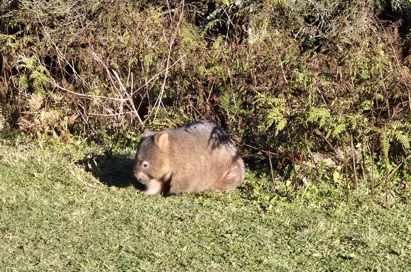 Sydney Private Tour - Wombat in the wild