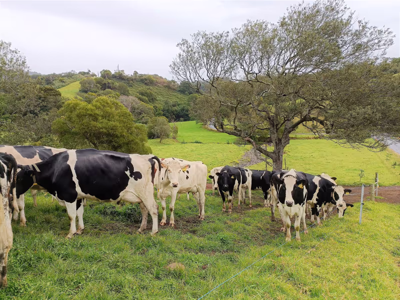 Sydney Private Tour - Dairy Farmlands
