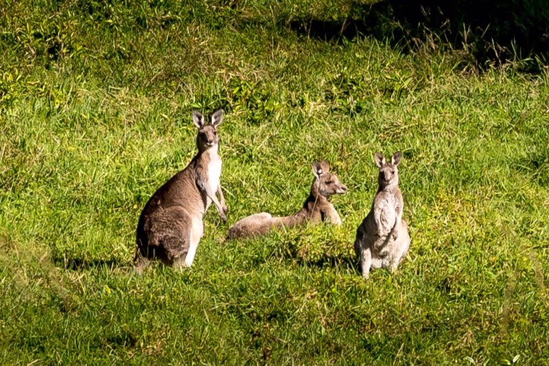 Sydney Private Tour - Kangaroos in the wild