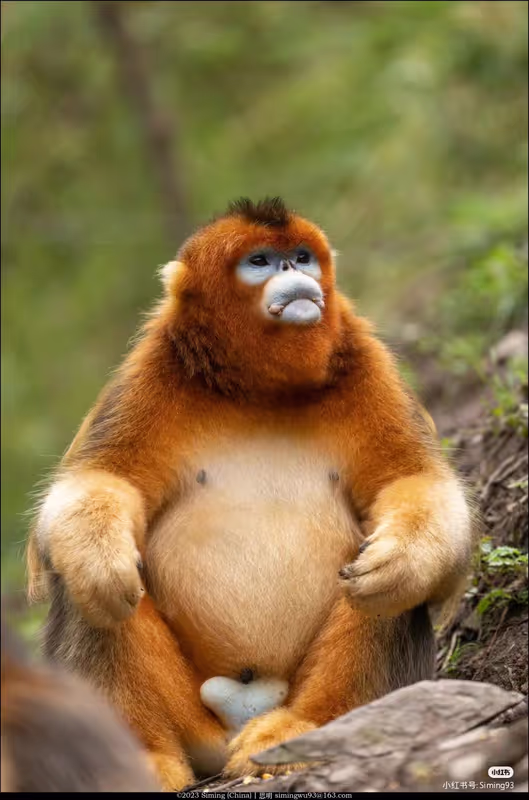 Chengdu Private Tour - 