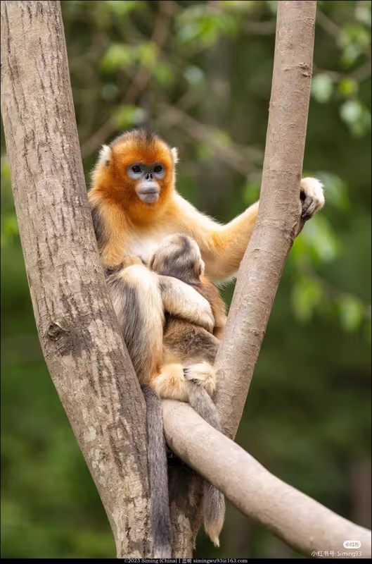 Chengdu Private Tour - 