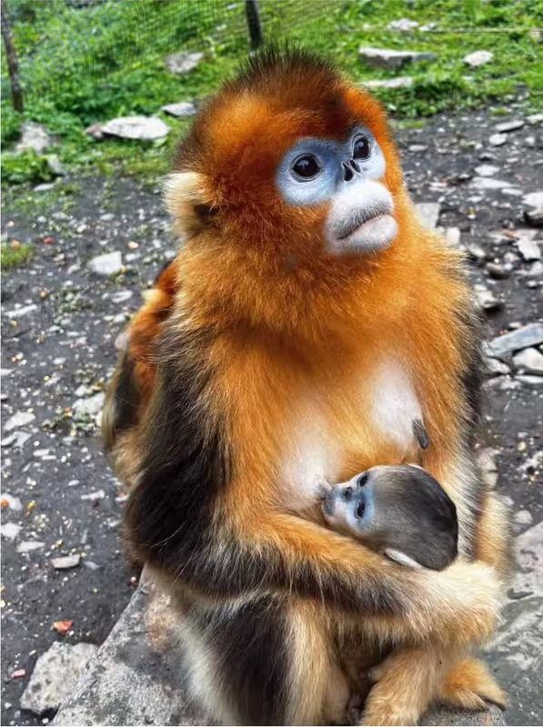 Chengdu Private Tour - 