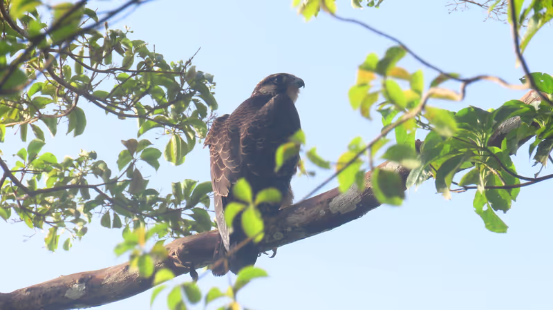 Panama City Private Tour - Peregrine Falcon