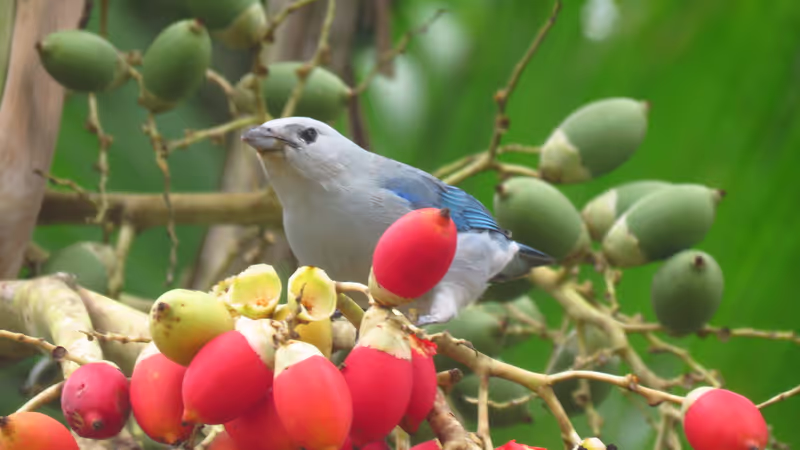 Panama City Private Tour - Blue-Gray Tanager