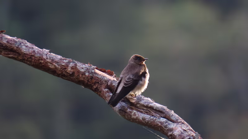 Panama City Private Tour - Southern Rough-winged Swallow