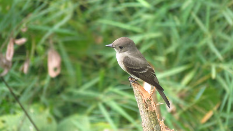 Panama City Private Tour - Eastern Wood-Pewee