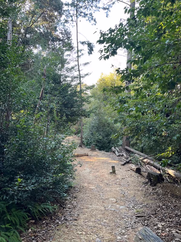 Kyoto Private Tour - The trekking path