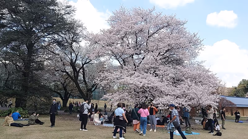 Tokyo Private Tour - Full blooming cherry in Shinjuku gyoen