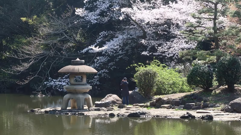 Tokyo Private Tour - Cherry blooming in Japanese garden