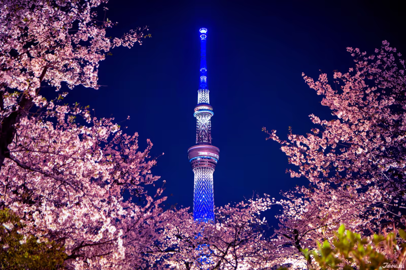 Tokyo Private Tour - Sumida River Cherry Blossoms