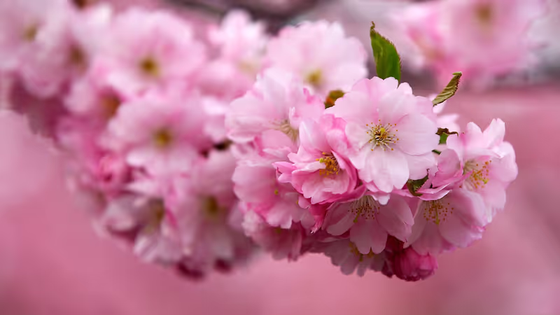 Tokyo Private Tour - Cherry Blossoms