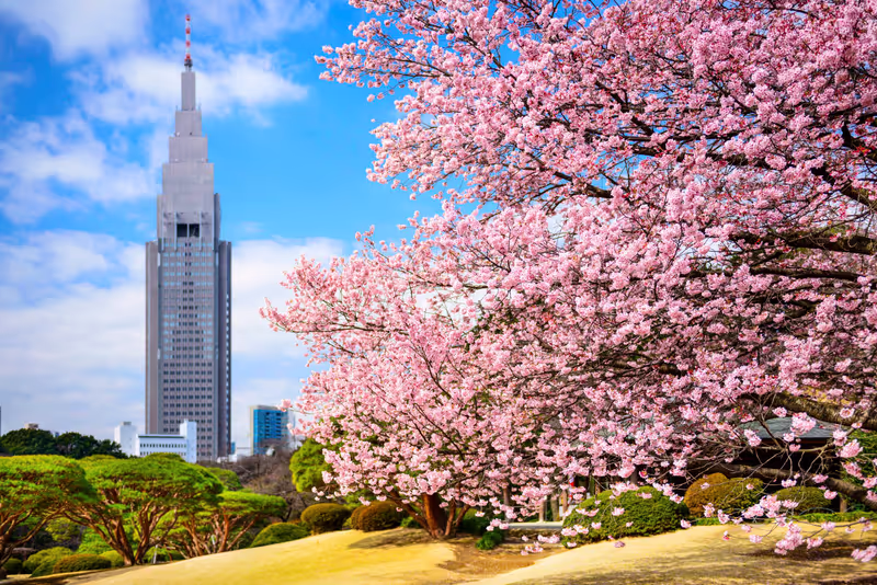 Tokyo Private Tour - Shinjuku Gyoen National Park Cherry Blossoms
