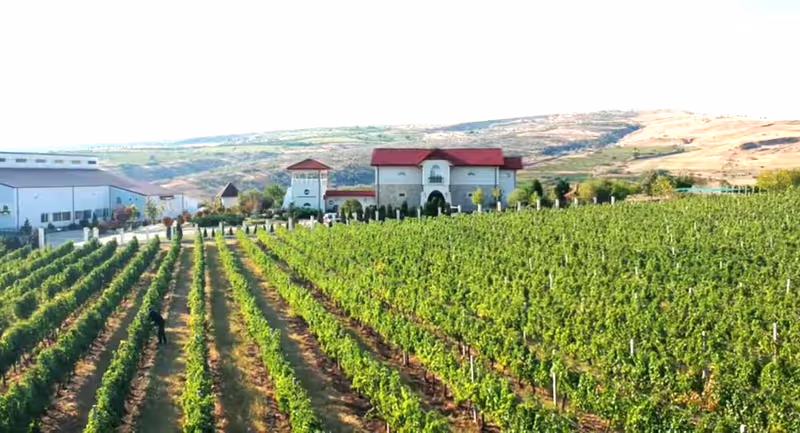 Bucharest Private Tour - one traditional vineyard on the wine road