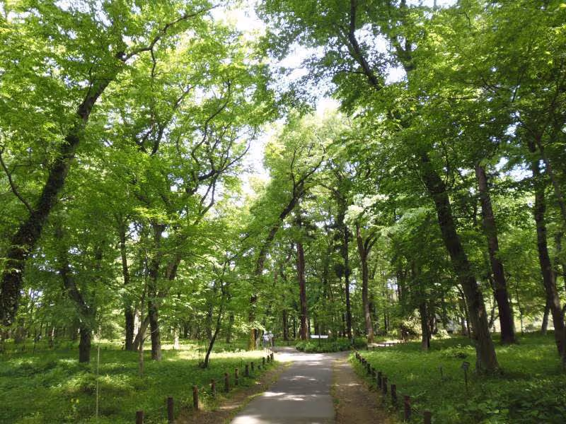 Tokyo Private Tour - Wooded area in Jindai Botanical Garden