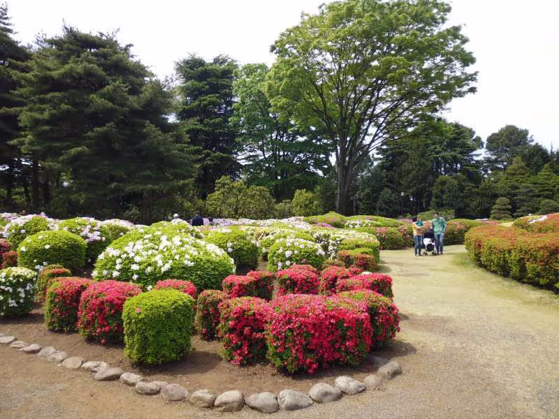 Tokyo Private Tour - Azaleas are in full bloom in early May in Jindai Botanical Garden