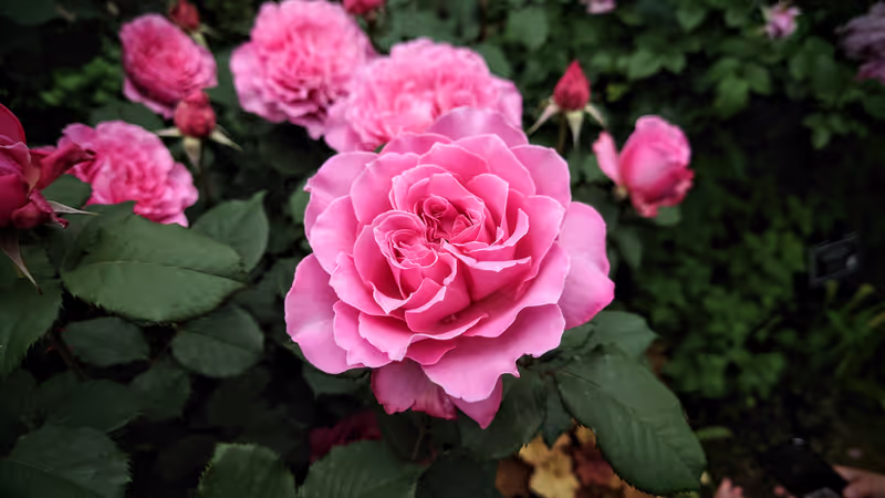 Yokohama Private Tour - A beautiful rose in the English Rose Garden