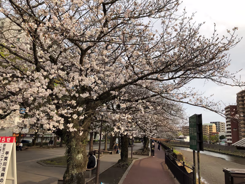 Kagoshima Private Tour - Cherry blossoms along the Kotsuki River.