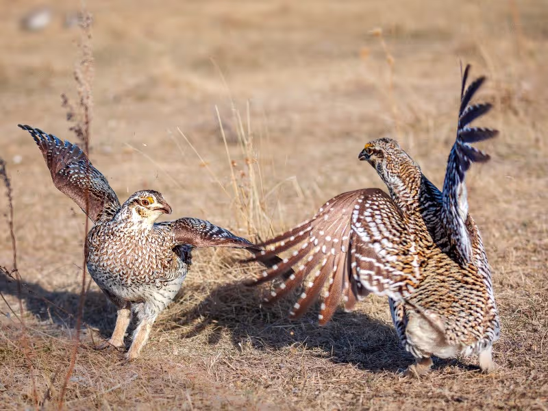 Saskatoon Private Tour - Fighting Grouse by Brian Henderson