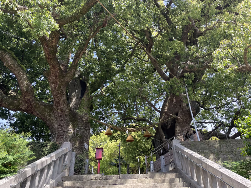 Nagasaki Private Tour - The A-Bombed Camphor Tree at Sanno Shrine