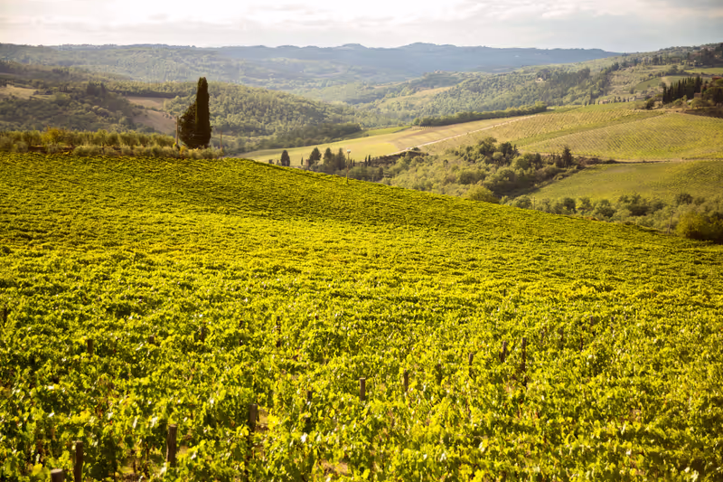 San Gimignano Private Tour - 