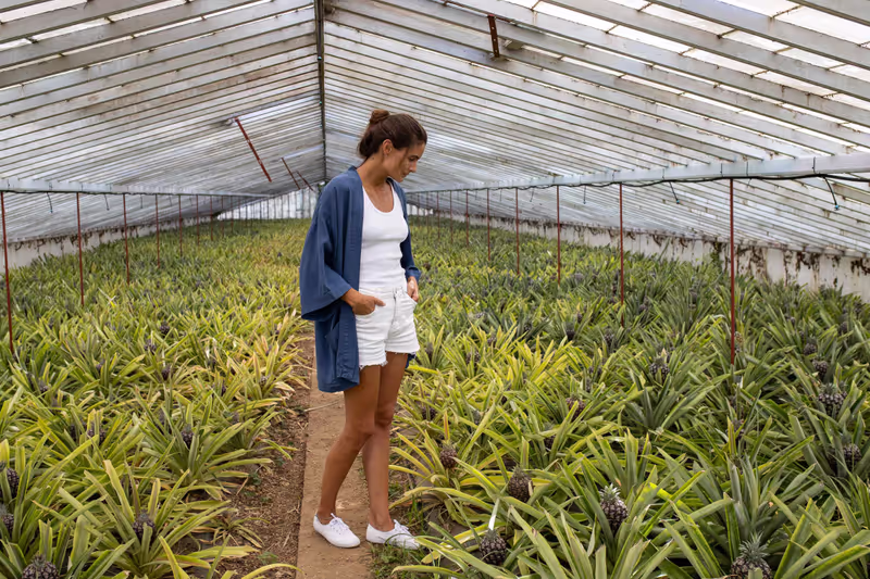 Azores Private Tour - Pineapple crops