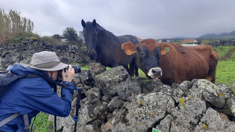 Azores Private Tour - Cow Shooting