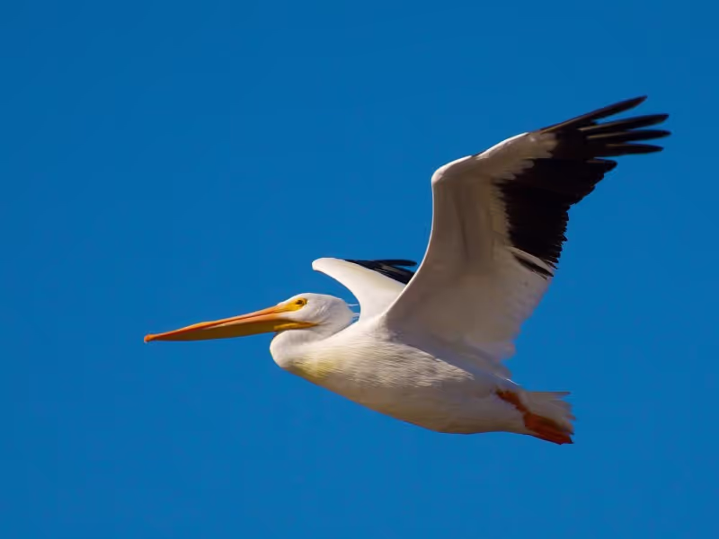 Moose Jaw Private Tour - White Pelican