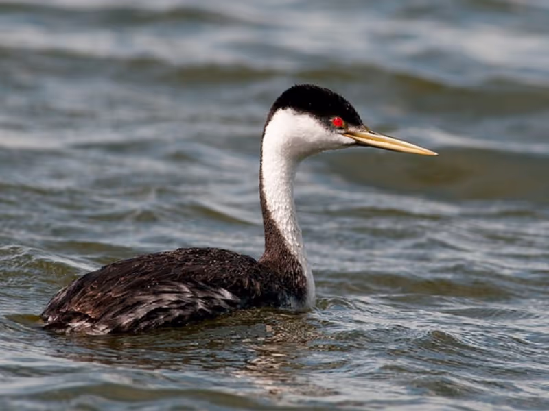 Moose Jaw Private Tour - Western Grebe